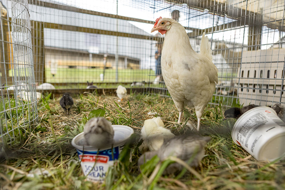 A white chicken stands in a grassy area inside a fenced enclosure, surrounded by several chicks pecking at the ground. Some containers are visible nearby, possibly for feeding.