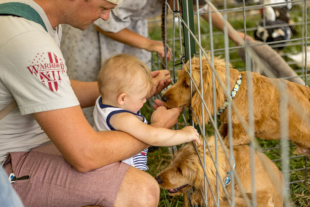 A man holding a baby interacts with two golden dogs at a petting area, with other people in the background. The setting appears to be outdoors with a fence in the scene, emphasizing family engagement with animals.