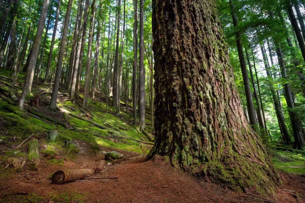 Mature tree surrounded by a healthy moss-covered forest, illustrating sustainable forestry and the renewable benefits of using wood in home construction.